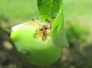 Dégâts de tordeuse de la pelure sur prune (photo : E MARCHESAN)