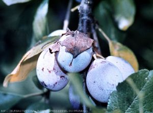 Feuilles collées sur les prunes, symptomatiques de la présence d'une larve de la Tordeuse de la pelure.