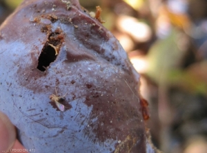 <i>Drosophila suzuki</i> sur prune d'Ente à surmaturité (Photo : E MARCHESAN)