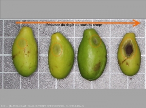 Evolution du dégât de punaise au cours du temps : piqûre d'alimentation, brunissement, noircissement et affaissement de la pulpe.