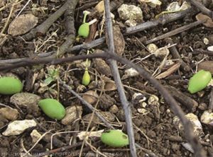 Chute de jeunes prunes attribuable à un dégât d'hoplocampes