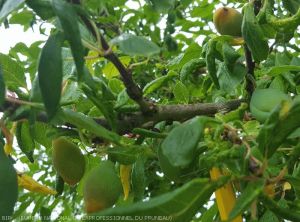 Jeunes prunes d'Ente jaunies et déformées en raison d'une importante crispation du feuillage dûe au puceron vert du prunier.