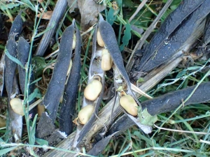 vicia-faba-gousse