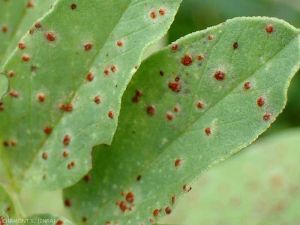 rouille-feverole