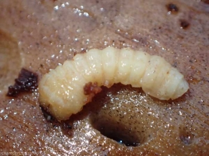 larve-cerambicidae