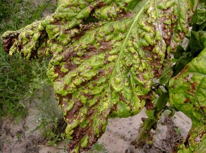 Angular-leaf-zimbabwe1