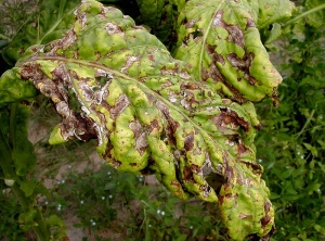 Angular-leaf-zimbabwe2