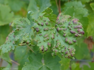 Galles en fin de cycle végétatif sur face supérieure de feuille de vigne (c) D. Blancard