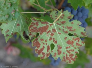 Galles en fin de cycle végétatif sur face inférieure de feuille de vigne (c) D. Blancard