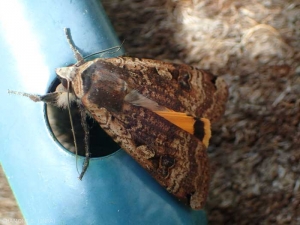 Papillon Noctuidae, avec ses deux taches sur les ailes antérieures et les ailes postérieures vivement colorées.