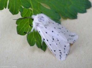 spilosoma-lubricipeda1