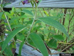 Feuilles de Buddleja davidii © R.D Wallace