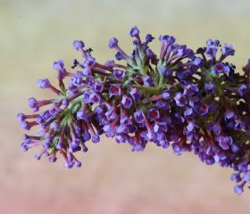 Buddleja3