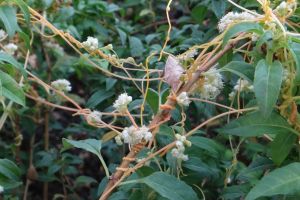 Cuscuta sur fuchsia © Gilles Caracassès