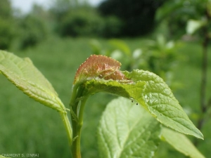 Hedya-nubiferana-prunier