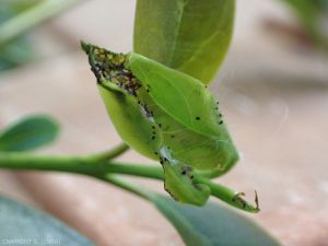 troene-pyrale-jasmin