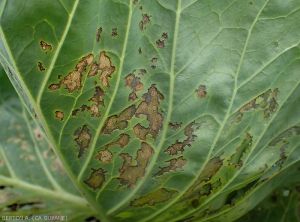 Taches nécrotiques sèches caractéristiques : <i><B>Xanthomonas campestris</i></b>