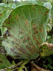 Taches nécrotiques sèches caractéristiques : <i><b>Xanthomonas campestris</i></b>