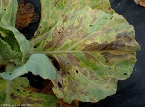 Importante nécrose sur feuille de chou pommé : <i><b>Xanthomonas campestris</i></b>