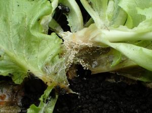 Pourriture humide au collet d'une jeune laitue. De nombreux sclérotes du champignon la recouvre. <b><i>Athelia rolfsii</i></b> (<i><b>Sclerotium rolfsii</i></b>, "southern blight").