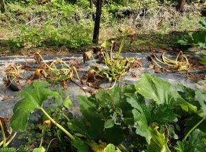 Flétrissement de 3 pieds de courgettes sur une ligne de plantation : <i>Ralstonia solanacearum</i>