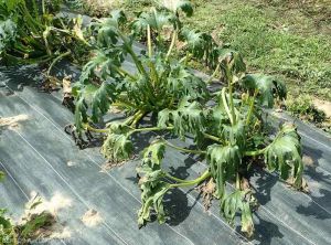 Plusieurs plantes flétrissent dans une parcelle de courgettes en plein champ : <i><b>Ralstonia solanacearum</b></i>