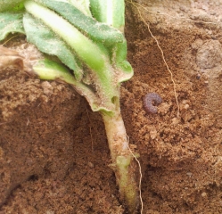 Cutworm - 3 - Zimbabwe