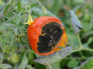 Un <b><i>Alternaria</i> sp.</b> opportuniste s'est installé à l'extrémité d'un fruit mûr de tomate. Les tissus pourris s'effondrent et un velouté noire les recouvre.