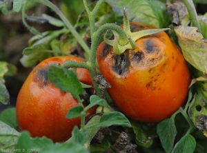 La zone pédonculaire de ces deux fruits de tomate montre des taches plus ou moins étendues et concaves noircissant en leur centre. <i><b>Alternaria tenuis</b></i>...
