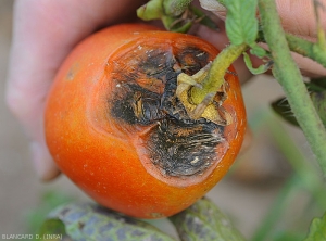 Affaissement des tissus de la zone pédonculaire du fruit de tomate qui se couvre d'une moisissure noire. <i><b>Alternaria tenuis</b></i>...