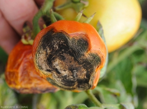 Un <b><i>Alternaria</i> sp.</b> opportuniste s'est installé à l'extrémité d'un fruit mûr de tomate. Les tissus pourris s'effondrent et un velouté noire les recouvre.