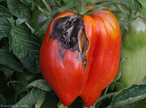 <b><i>Alternaria</i> sp.</b> s'installant sur un fruit de tomate à partir de fentes situées dans la zone pédonculaire et conférant aux tissus à proximité une coloration noire.