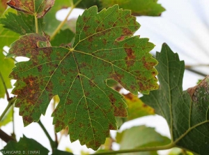 Mildiou mosaÏque sur face supérieure de feuille de vigne : de nombreuses et petites lésions chlorotiques, souvent délimitées par les nervures, apparaissent sur le limbe.   <i><b>Plasmopara viticola</b></i> (Mildiou)