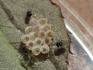 oeufs-pentatomidae-parasite