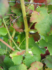 Absence d'aoûtement d'un rameau de vigne qui garde sa couleur verte. (<b>flavescence dorée</b>)