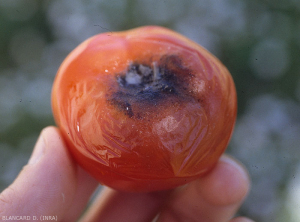Une lésion débutante légèrement brunâtre s'est étendue à partir de la cicatrice pédonculaire de ce fruit. Elle est légèrement concave et la pellicule s'avère plus ou moins plissée. La présence de filaments mycéliens mélanisés et de pycnides noires explique la teinte sombre visible au centre de la lésion. <b><i>Didymella lycopercisi</i></b> (pourriture à <i>Didymella</i>, <i>Didymella</i> fruit rot)