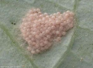 spodoptera_eggs