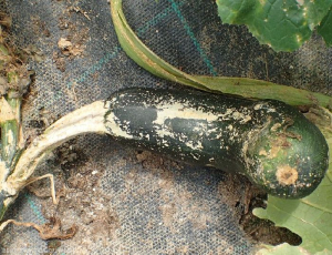 Plectosporium-Courgette3