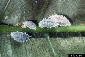 Femelles adultes et larves de <i>Planococcus citri</i>.
<br>Crédit photo : John A. Davidson, Univ. Md, College Pk, Bugwood.org, sous licence Creative Commons Attribution - Pas d’Utilisation Commerciale 3.0 États-Unis (CC BY-NC 3.0 US).