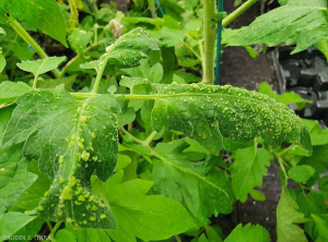 Folioles de tomate couvertes de nombreuses excroissances circulaires de quelques millimètres diamètre, en relief sur la face supérieure du limbe. <b>Intumescences</b> (oedema)