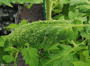 Cette foliole de tomate est couverte de petites lésions chlorotiques et circulaires de quelques millimètres diamètre, en relief sur la face supérieure du limbe. <b>Intumescences</b> (oedema)