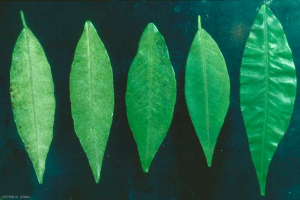 Panonychus citri feuilles