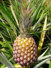 Ici le coup de soleil correspond à la zone jaune au sommet du fruit