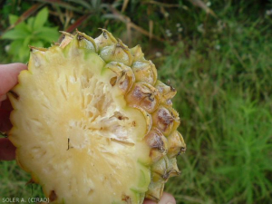 Coup de soleil de l'ananas (3)