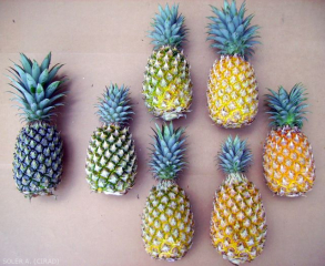 Evolution de la coloration de l'ananas
