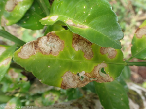 Corticium (Areolate leaf spot of citrus) 3
