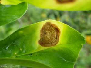 Corticium (Areolate leaf spot of citrus) 5