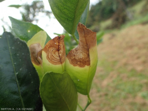 Corticium (Areolate leaf spot of citrus) 6