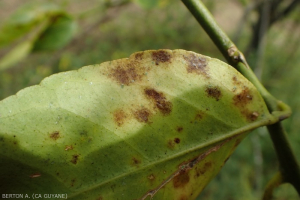 Greasy spot (Mycosphaerella citri)1