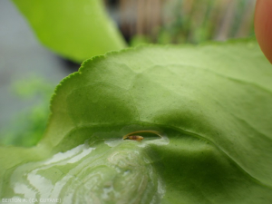 Mineuse des agrumes (Phyllocnistis citrella) 5